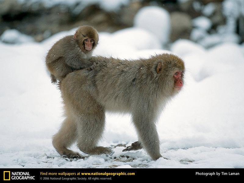 japanese-macaque (Medium)