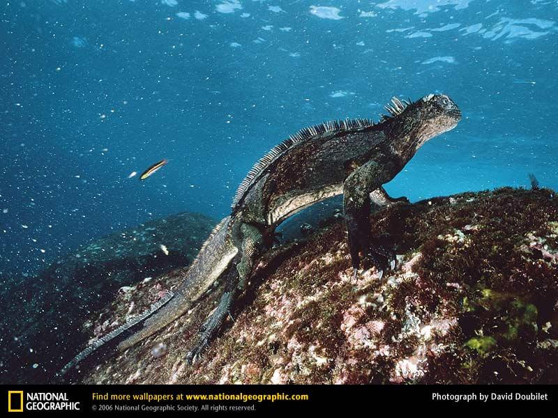 marine-iguana-underwater (Medium)