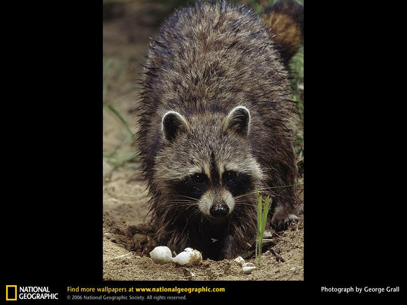 raccoon-eating (Medium)