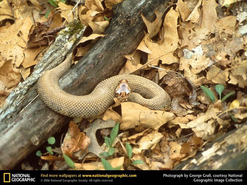 water-moccasin (Medium)