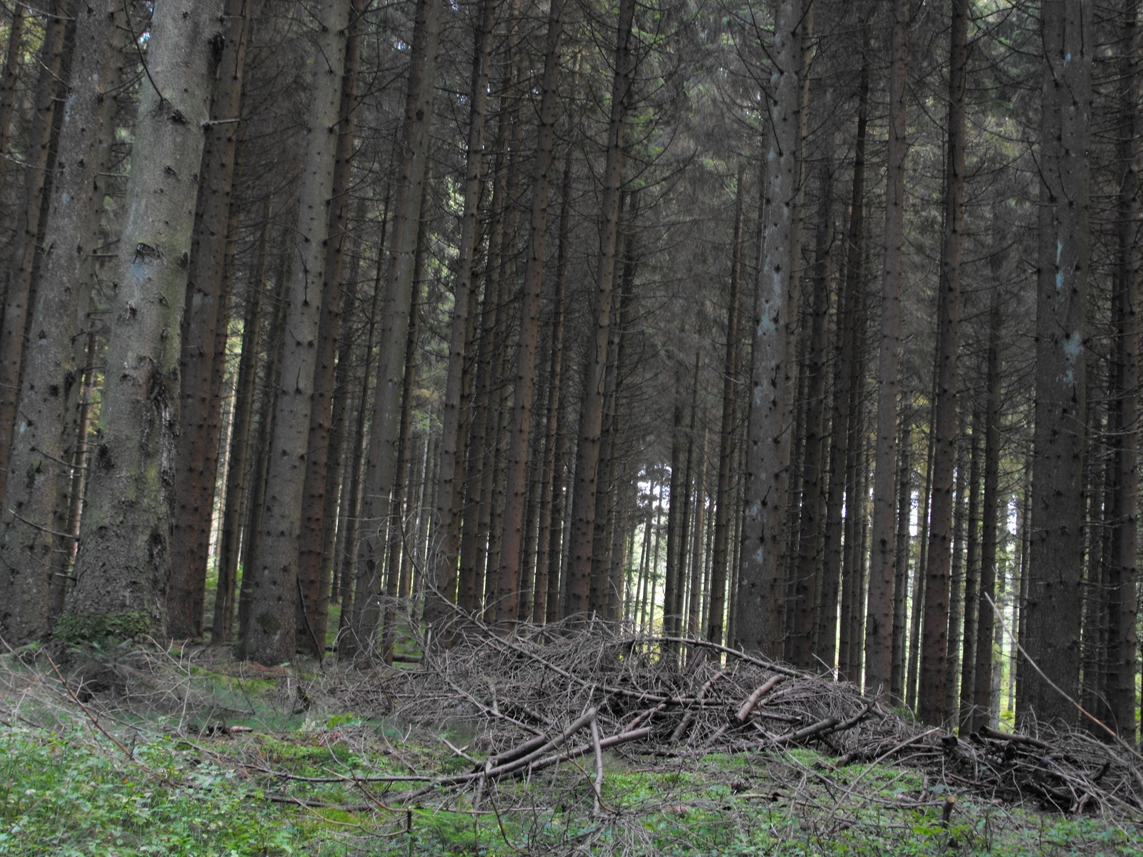 Stagsted skov erdő