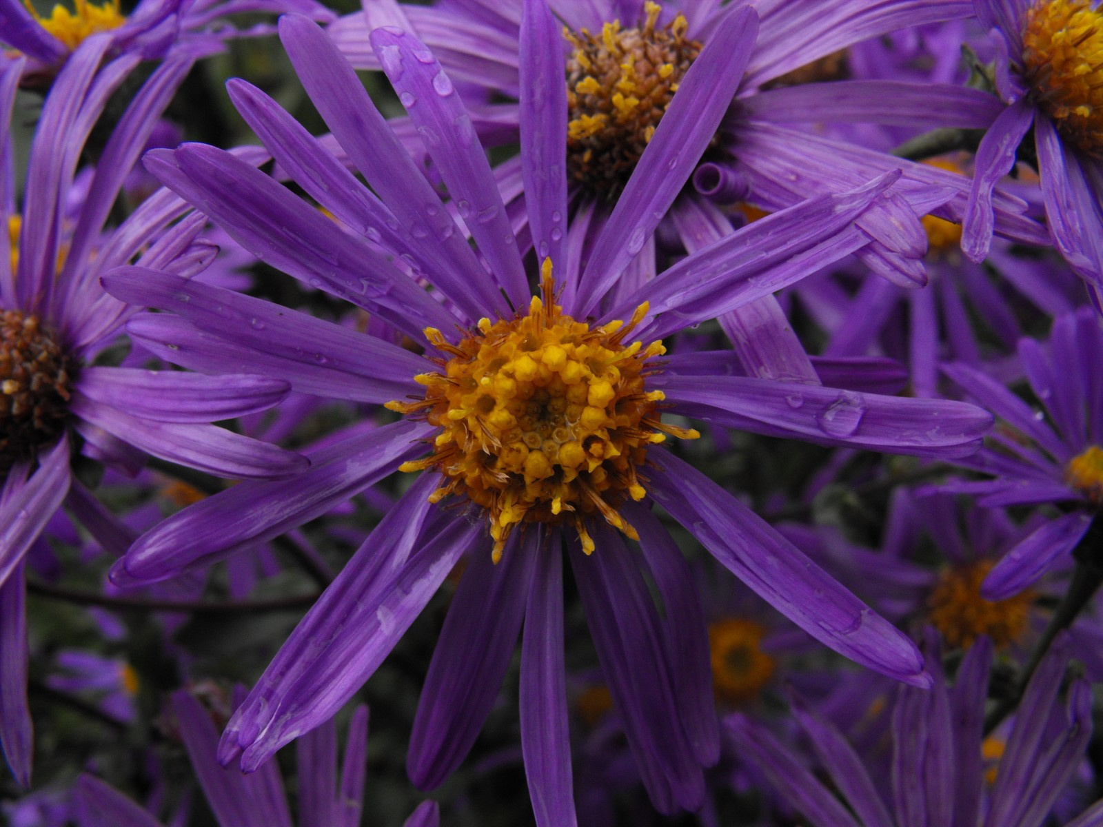 Mølleparken blomster lilla virág lila