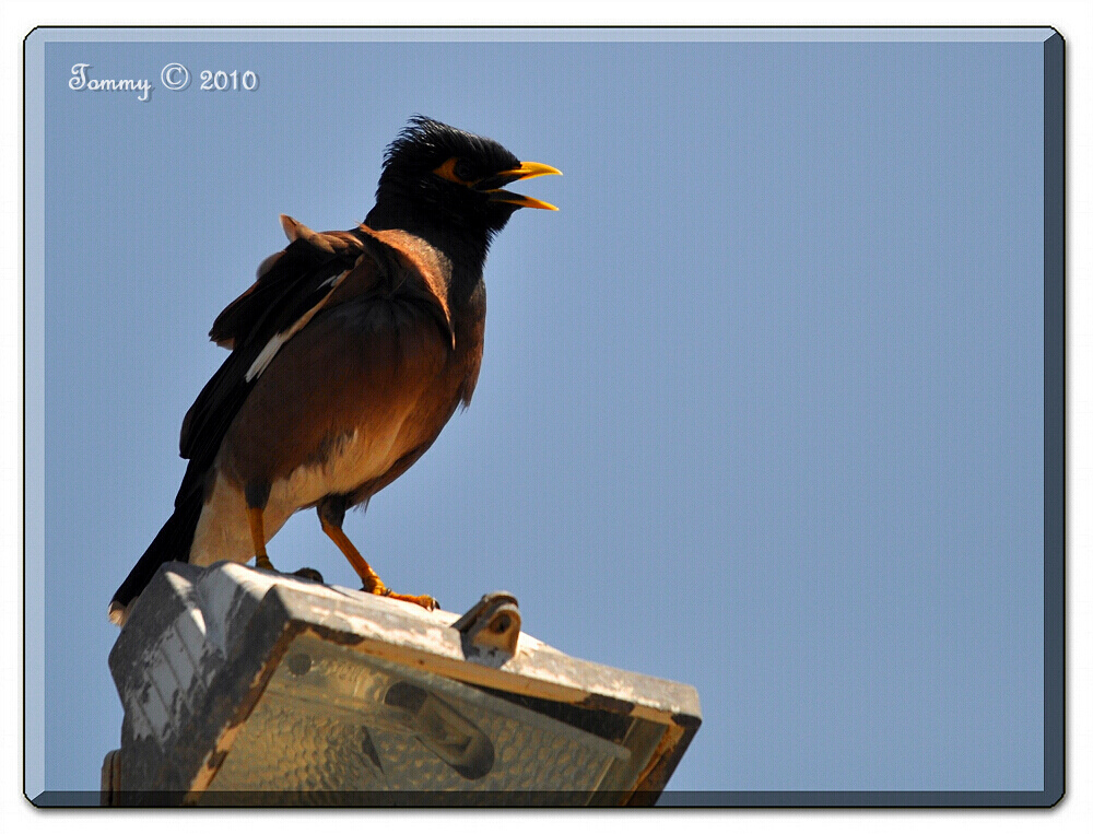 Common Myna