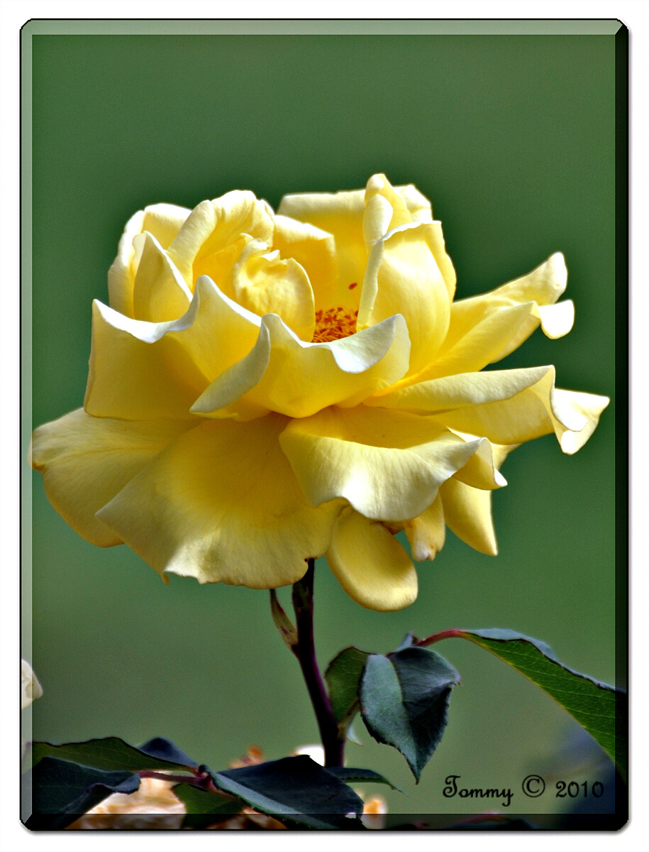 Yellow Rose