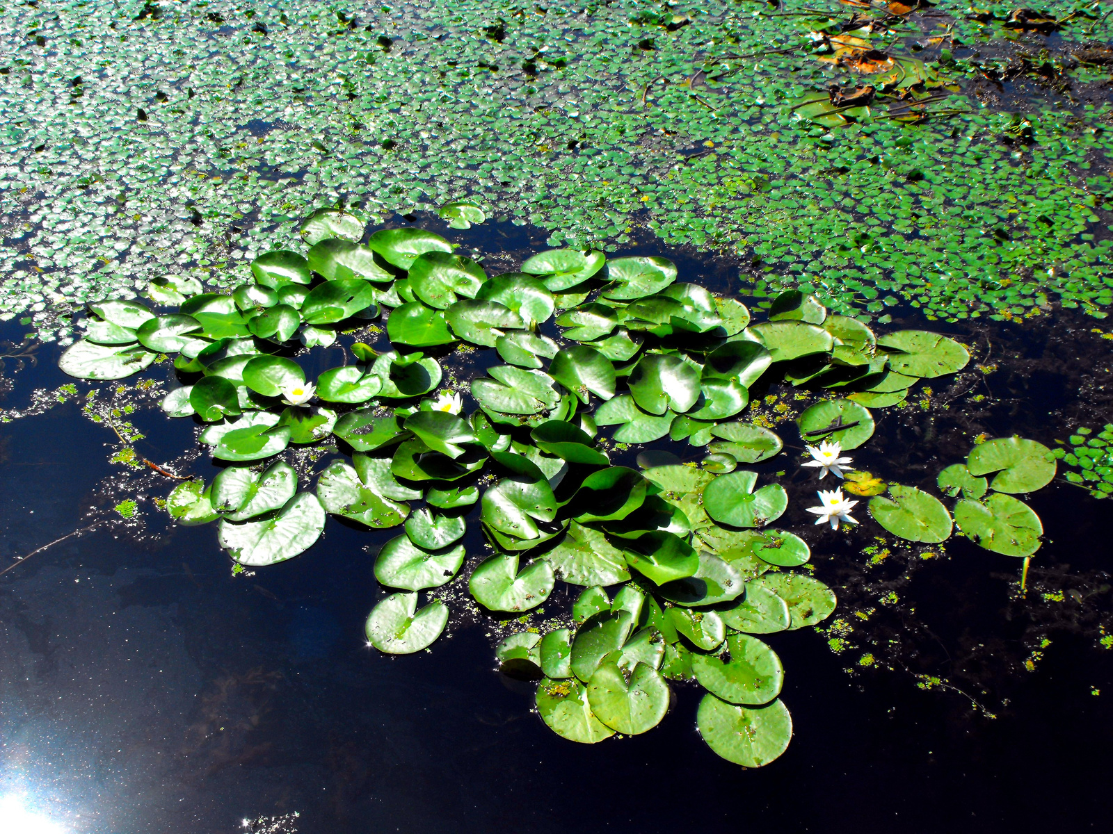 Tisza-tó.2009.Tanösvény.