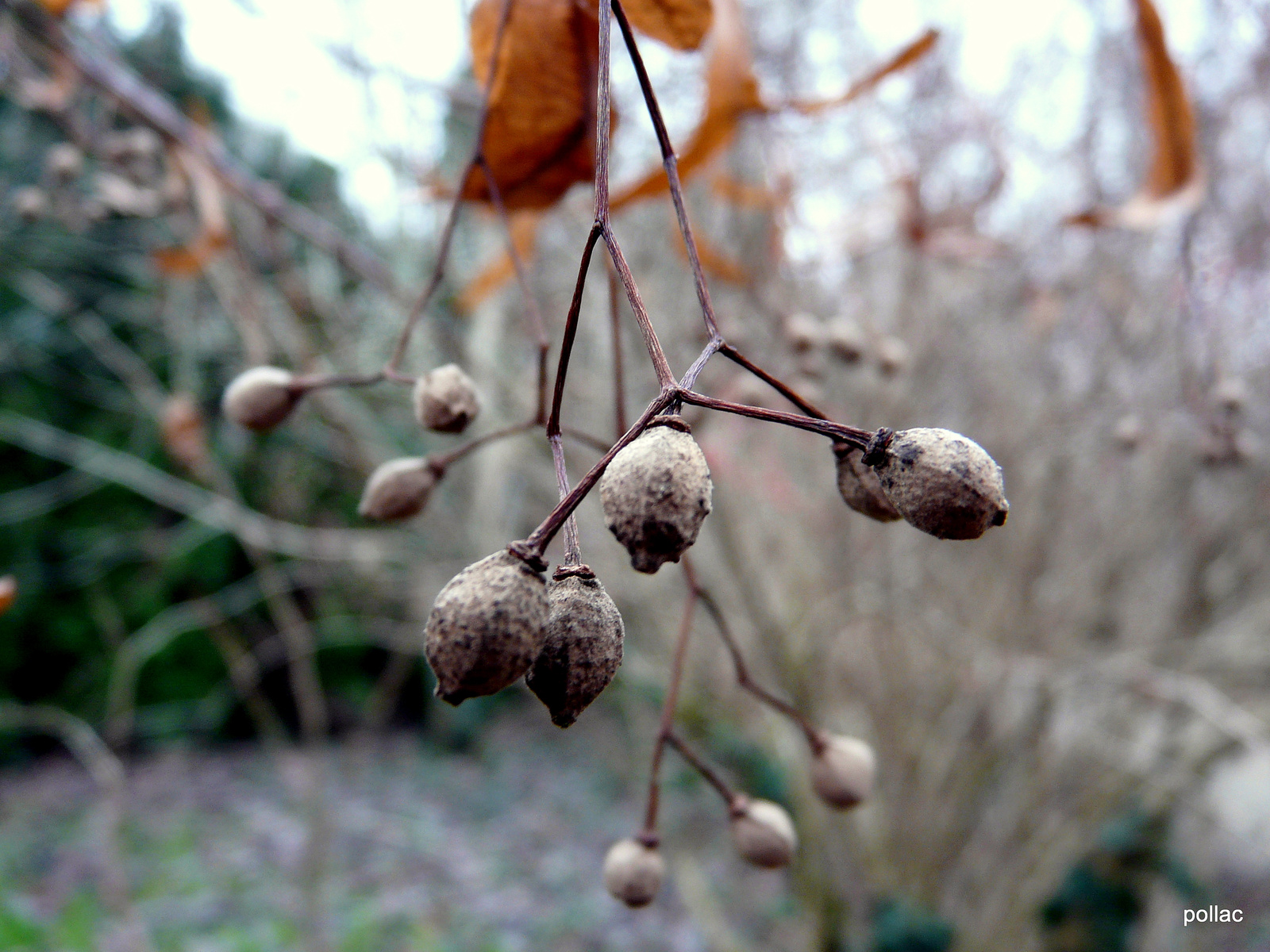 2009.12.27 Téli álom