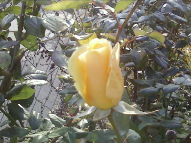 Rózsa a kertemből