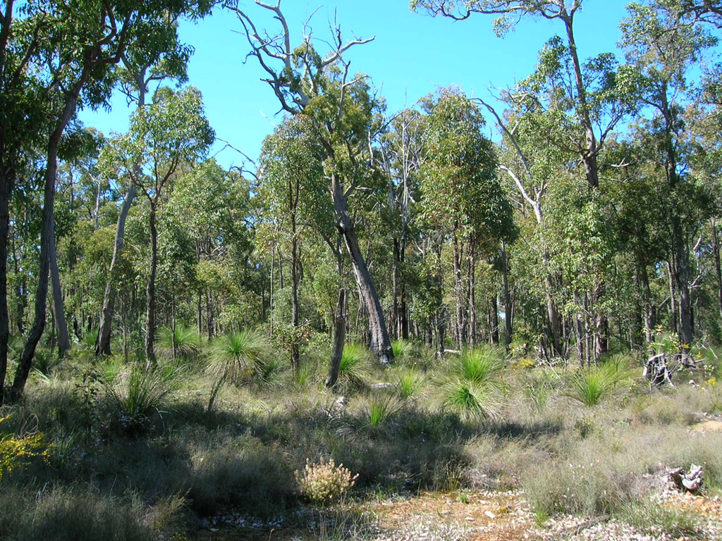 Az ausztrál bush