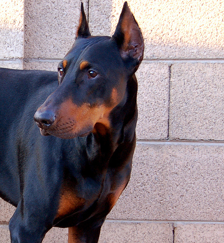 Dobermann