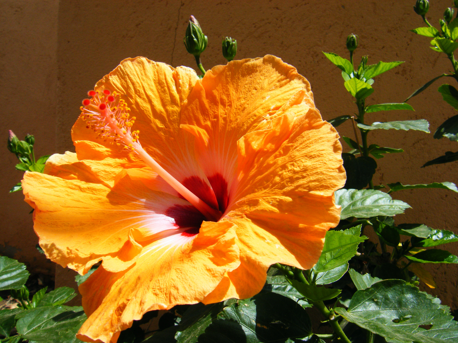 hibiszkusz