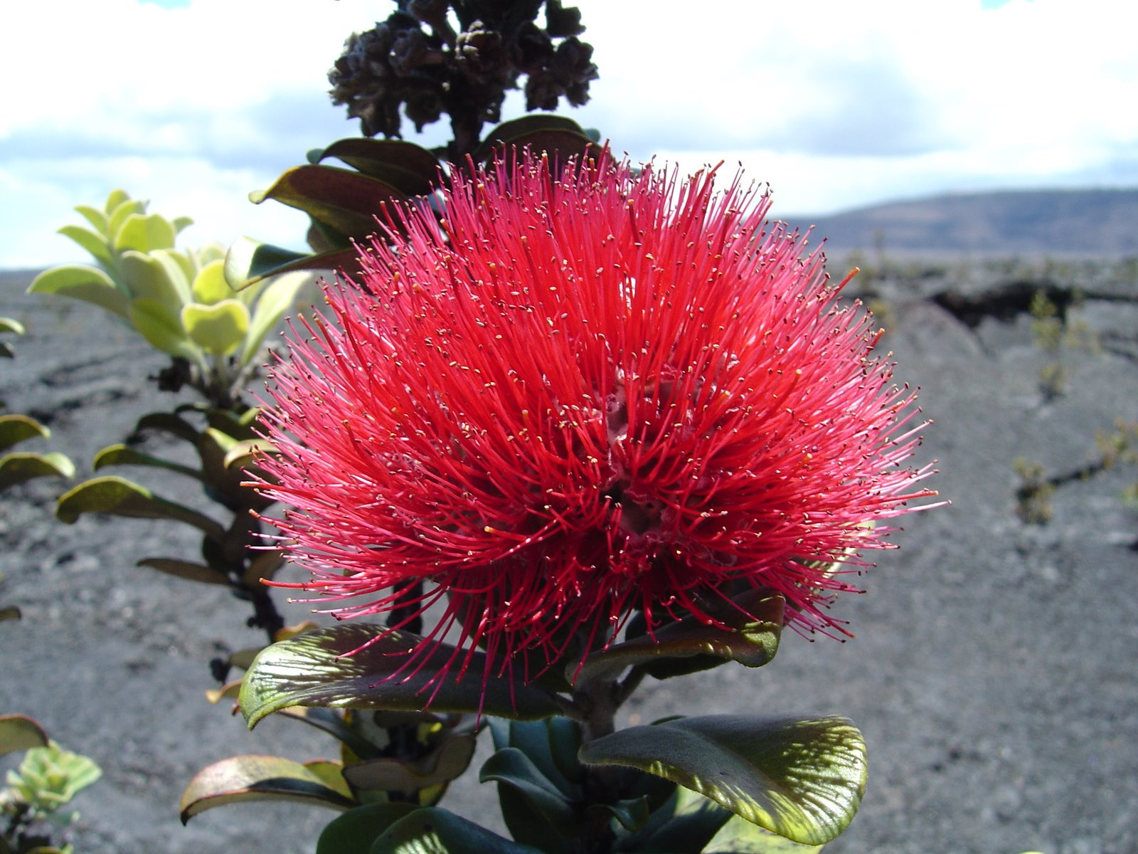 Desert flower 1