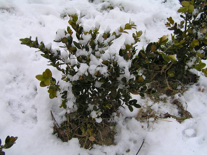 buxus télen