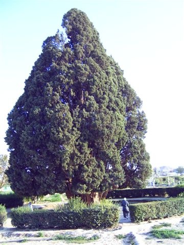 Jazd mellett, a több száz éves ciprusfa