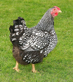 wyandotte-hen-web