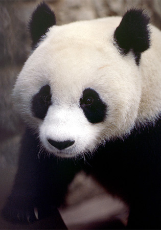 china-panda-279509-ga