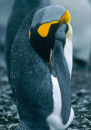 king-penguin-profile-526263-ga