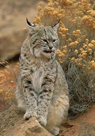 bobcat