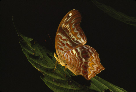 butterfly-balancing-leaf-690560-ga