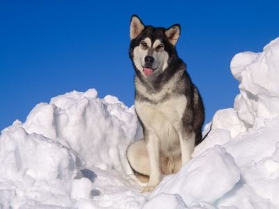 normal Alaskan Malamute