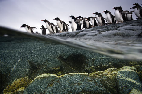 gentoo-penguin-colony-1045595-ga