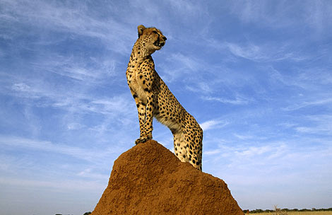 cheetah-survey-642993-ga