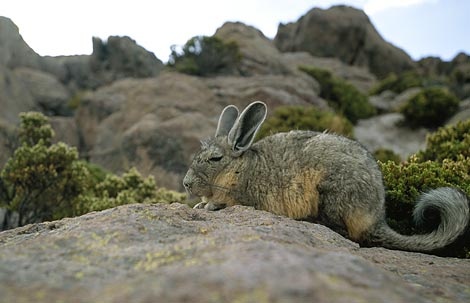 viscacha-atacama-desert-738697-ga