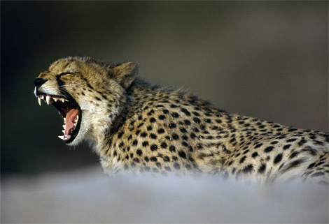 yawning-cheetah-okavango-delta-642897-ga