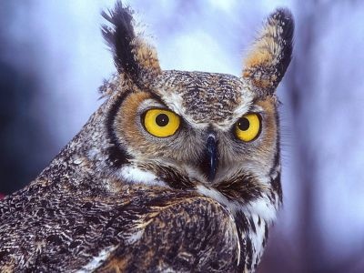 normal Eagle Owl