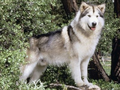 normal Hugabear, Champion Alaskan Malamute