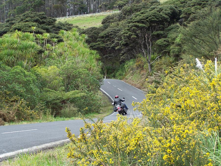 Bethells beach Rd