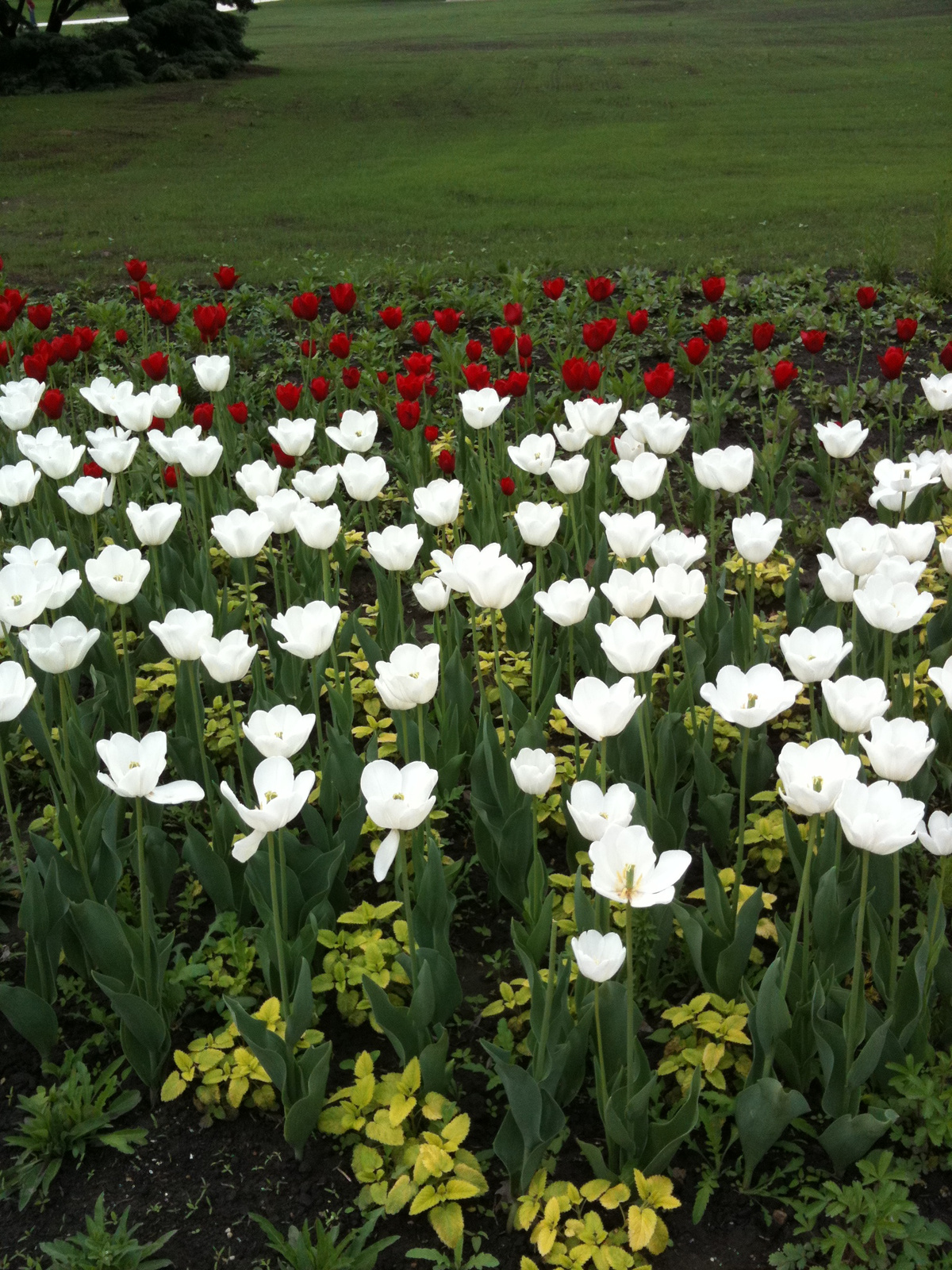 Gödöllői kastély tulipánjai. :]