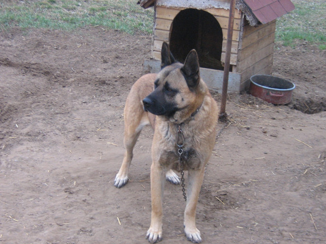 Akita Úr 2