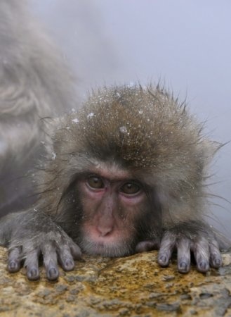 Japán fürdöző majmok