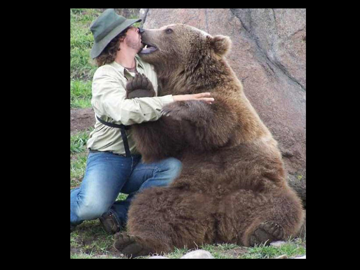 Medve puszi