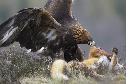 sas eagle