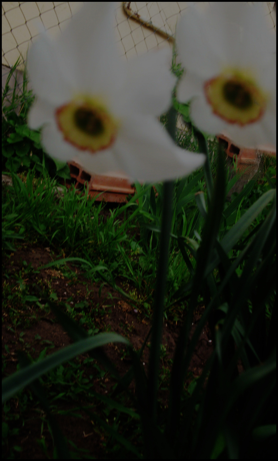 virágok, flowers