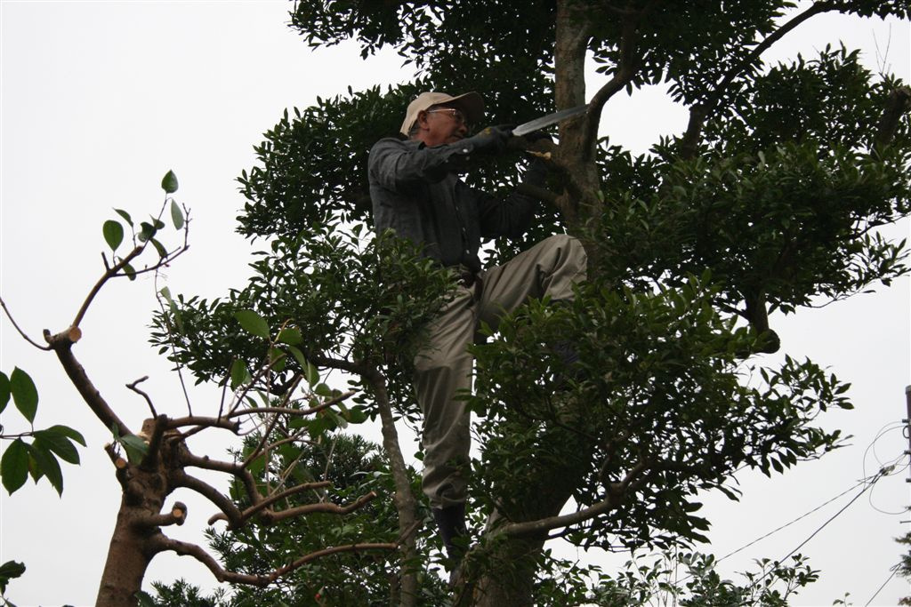 A kertész fán terem