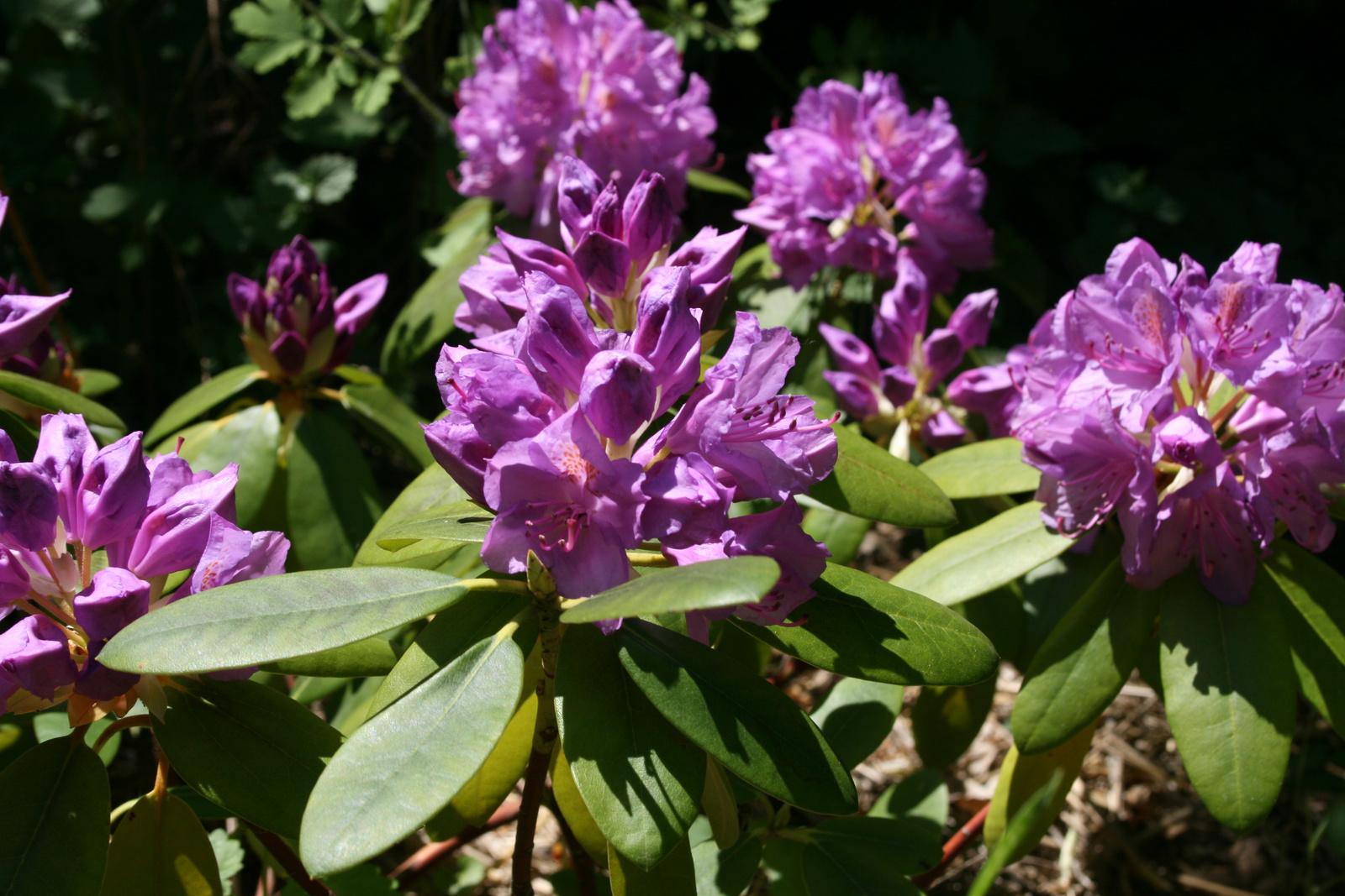 Rhododendron (lila) 2