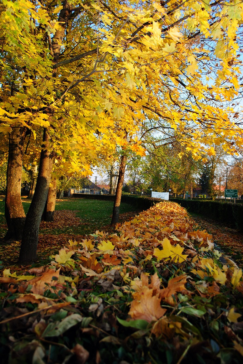 autumn leaves