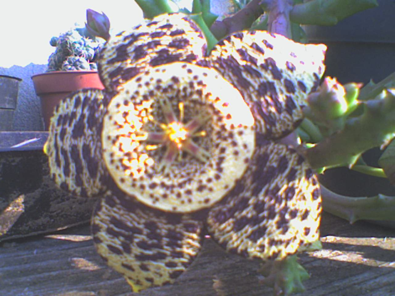 orbea variagata/saját/