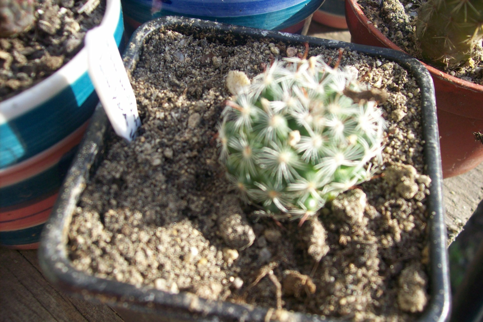 mammillaria longiflora ssp