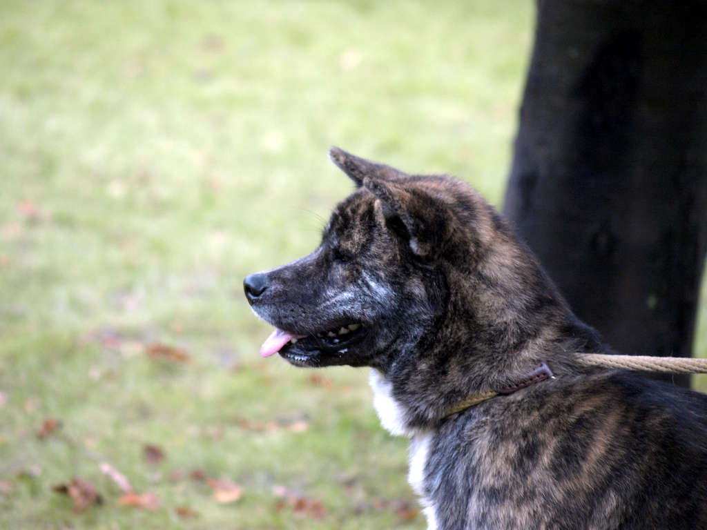 Akita inu