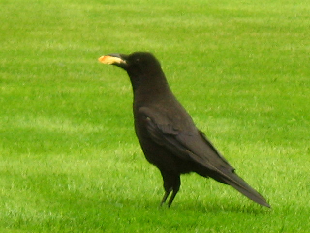 Jardin du Luxemburg madarai (3)