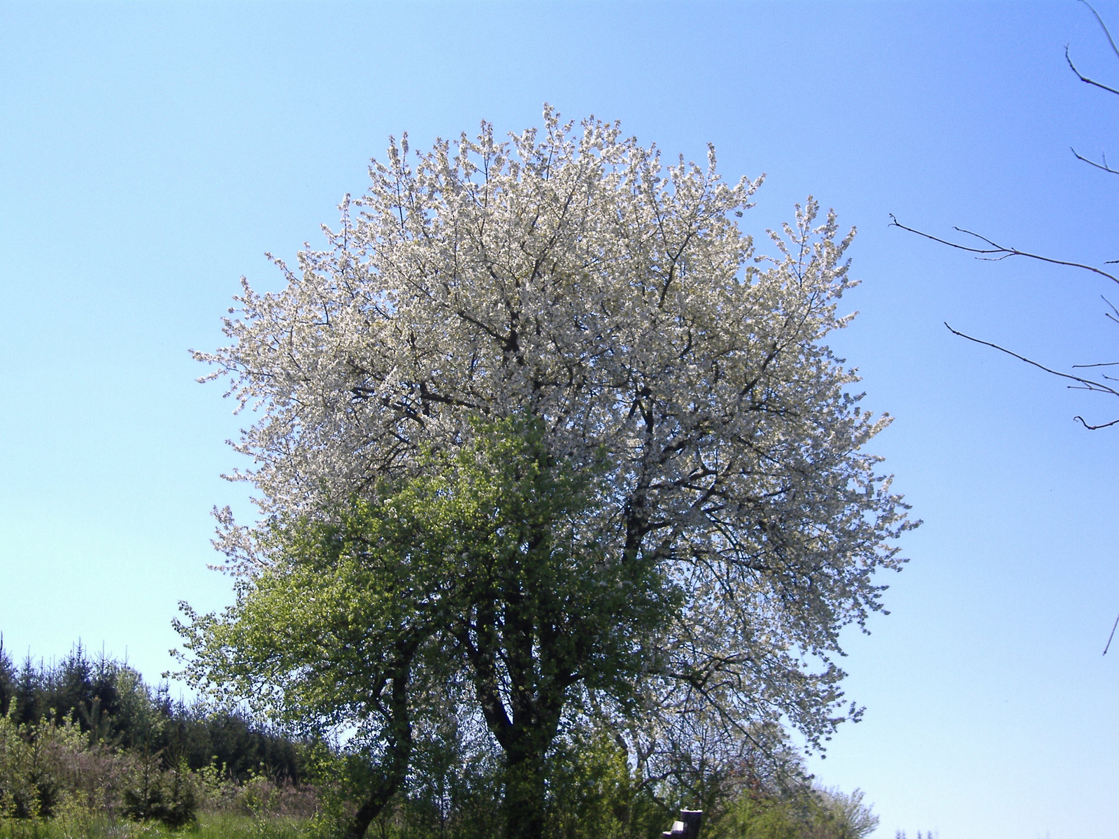 virágzik az öreg cseresznye és előtte a pici körtefa