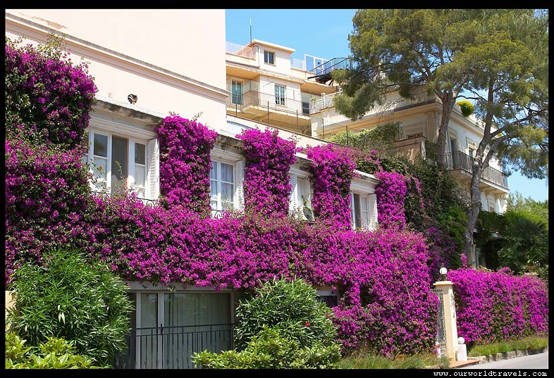 flowers-monaco