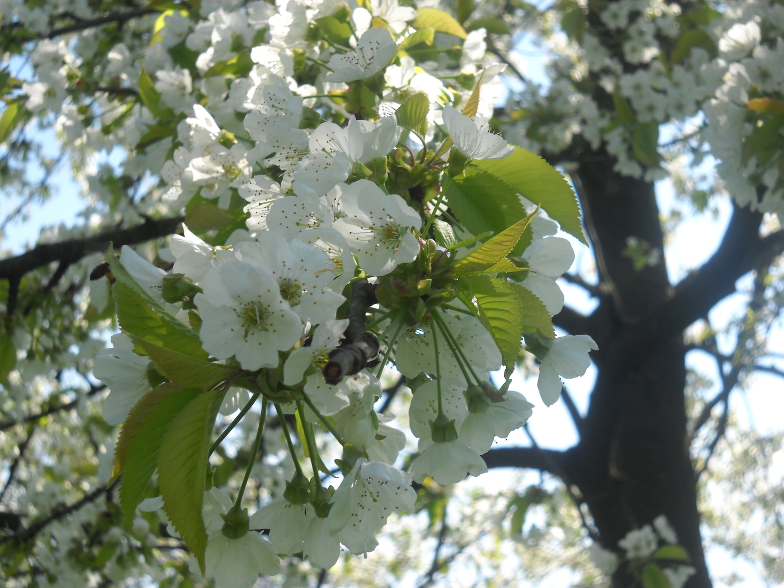 cseresznyefa virág