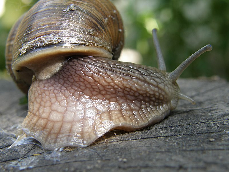 makró