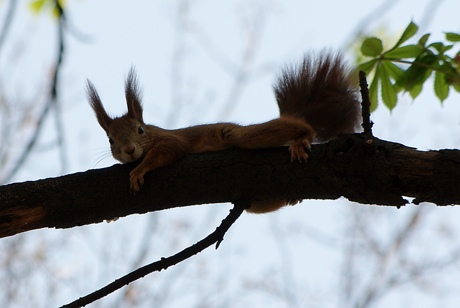 Squirrel posing