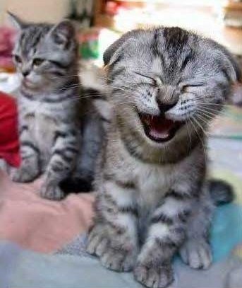 CatLaugh