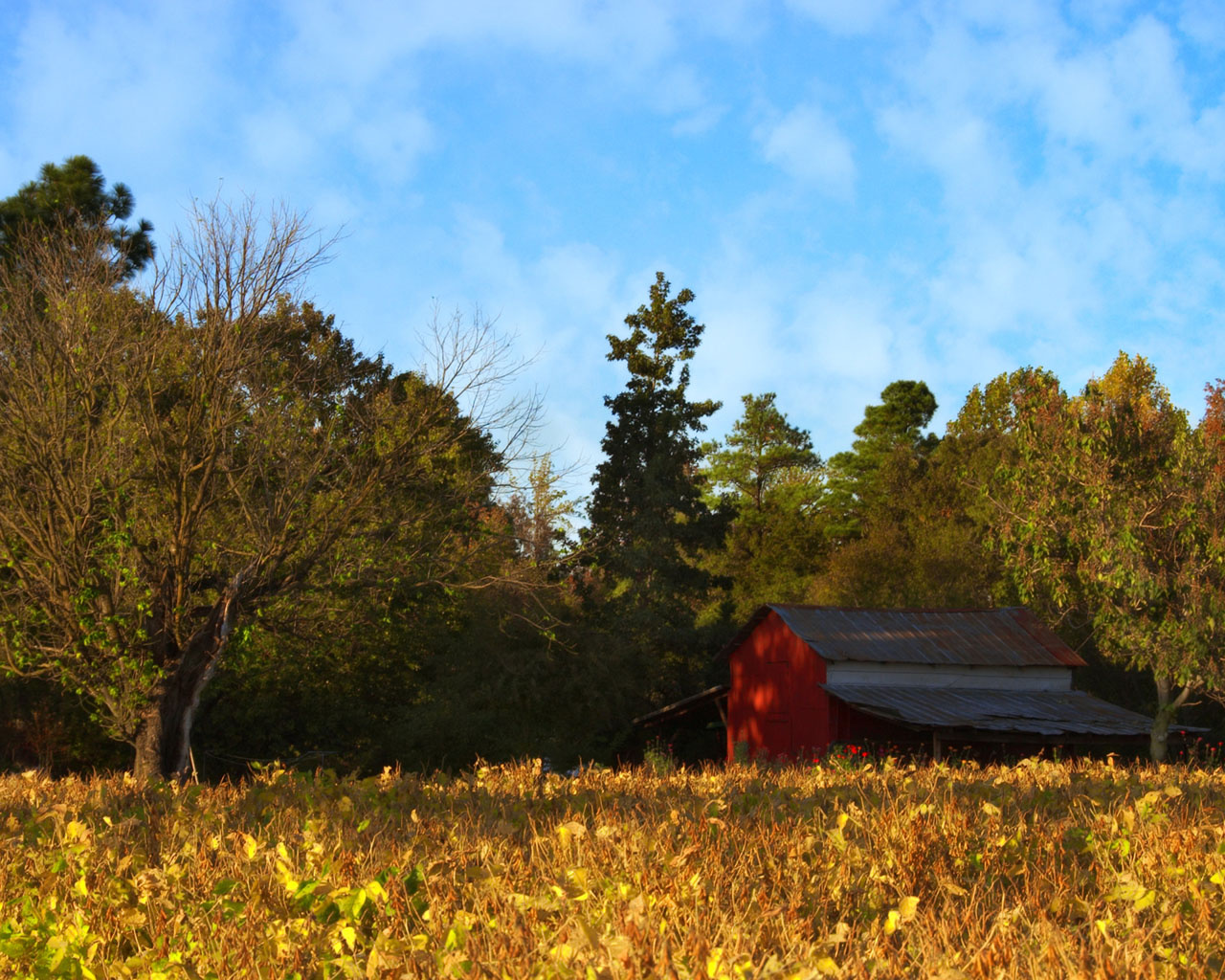 01012 pineygrovefarmnc 1280x1024